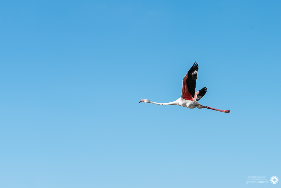 Gli uccelli del Ornithological Park of Pont de Gau