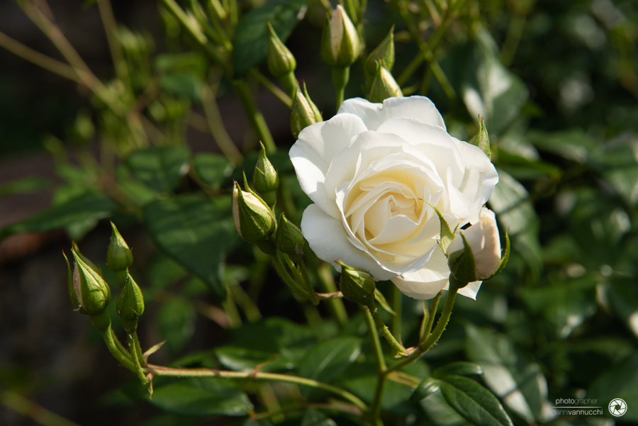 Giardino delle Rose